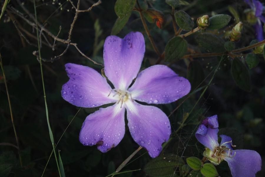 Tibouchina hatschbachii — search result for 'Tibouchina'