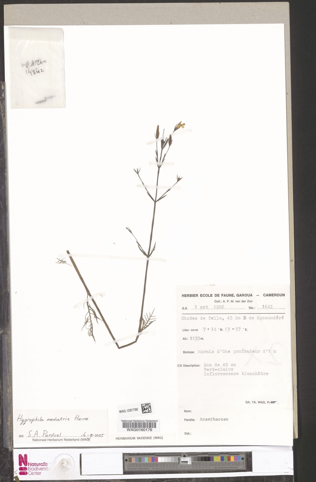 Hygrophila mediatrix — search result for 'Hygrophila'