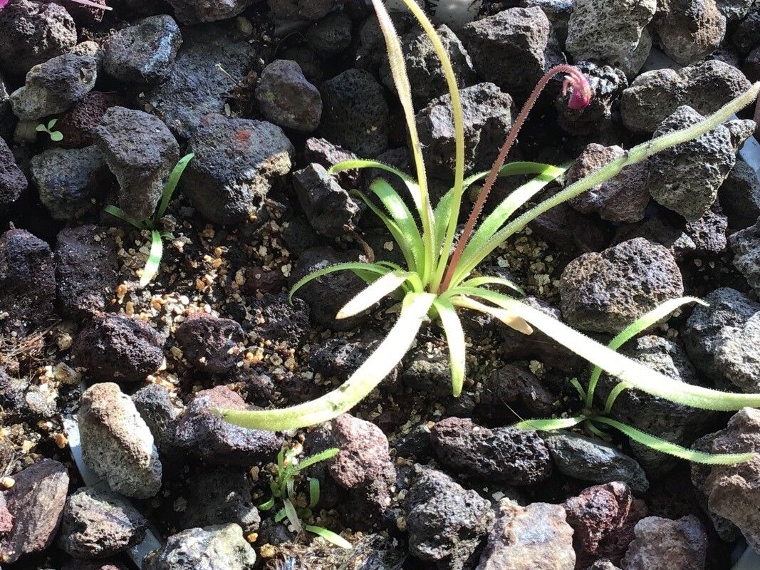 Pinguicula calderoniae — houseplant care guide