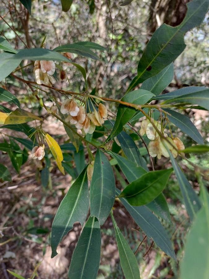 Dodonaea triquetra habit