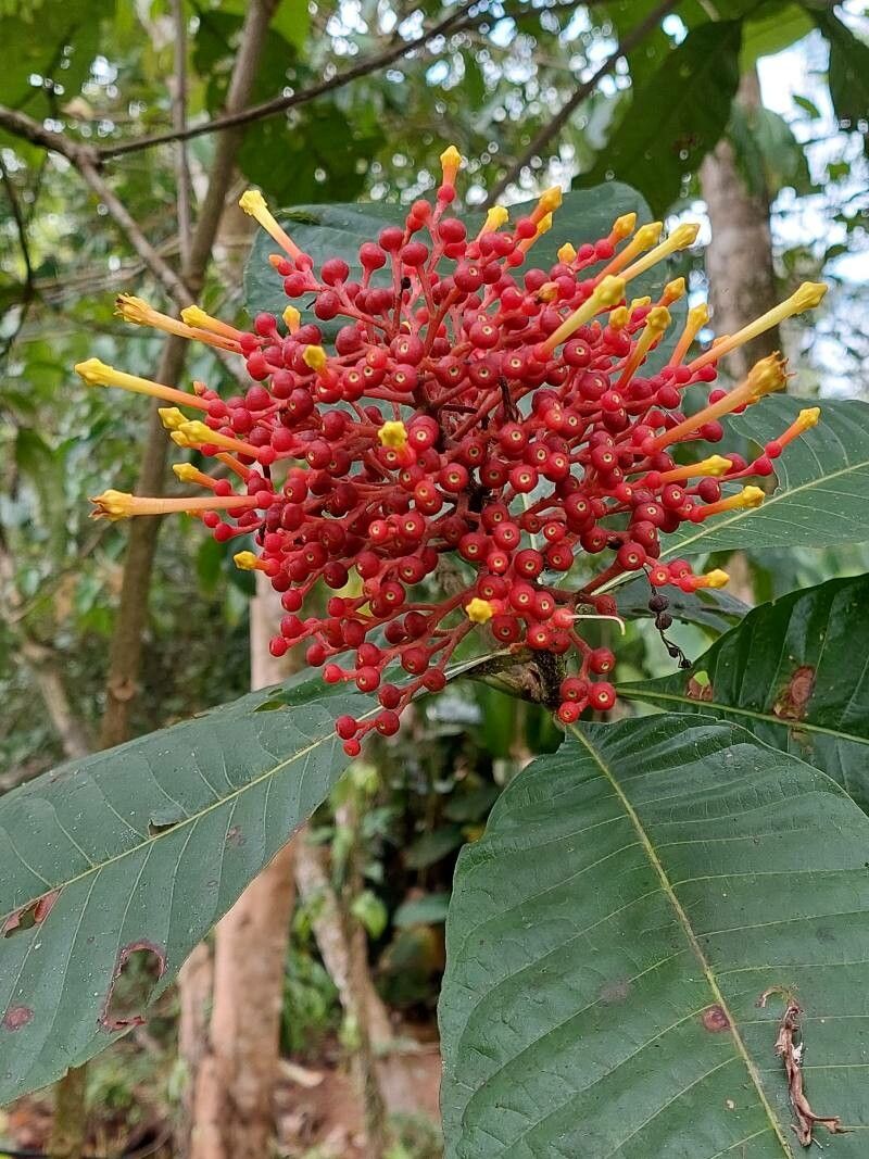 Isertia haenkeana flower