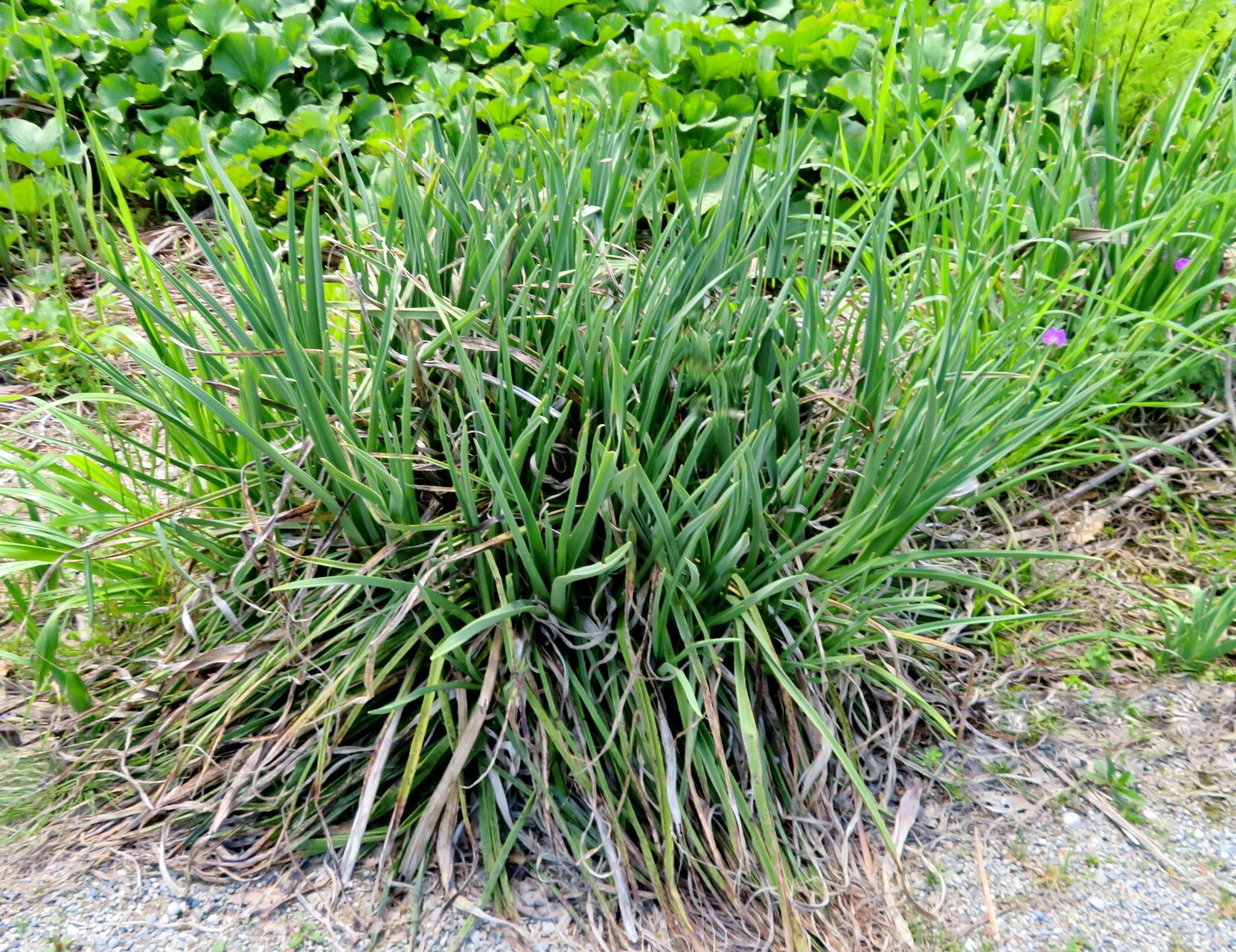 Kniphofia brachystachya leaf