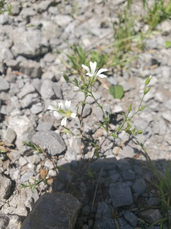 Minuartia patula — houseplant care guide