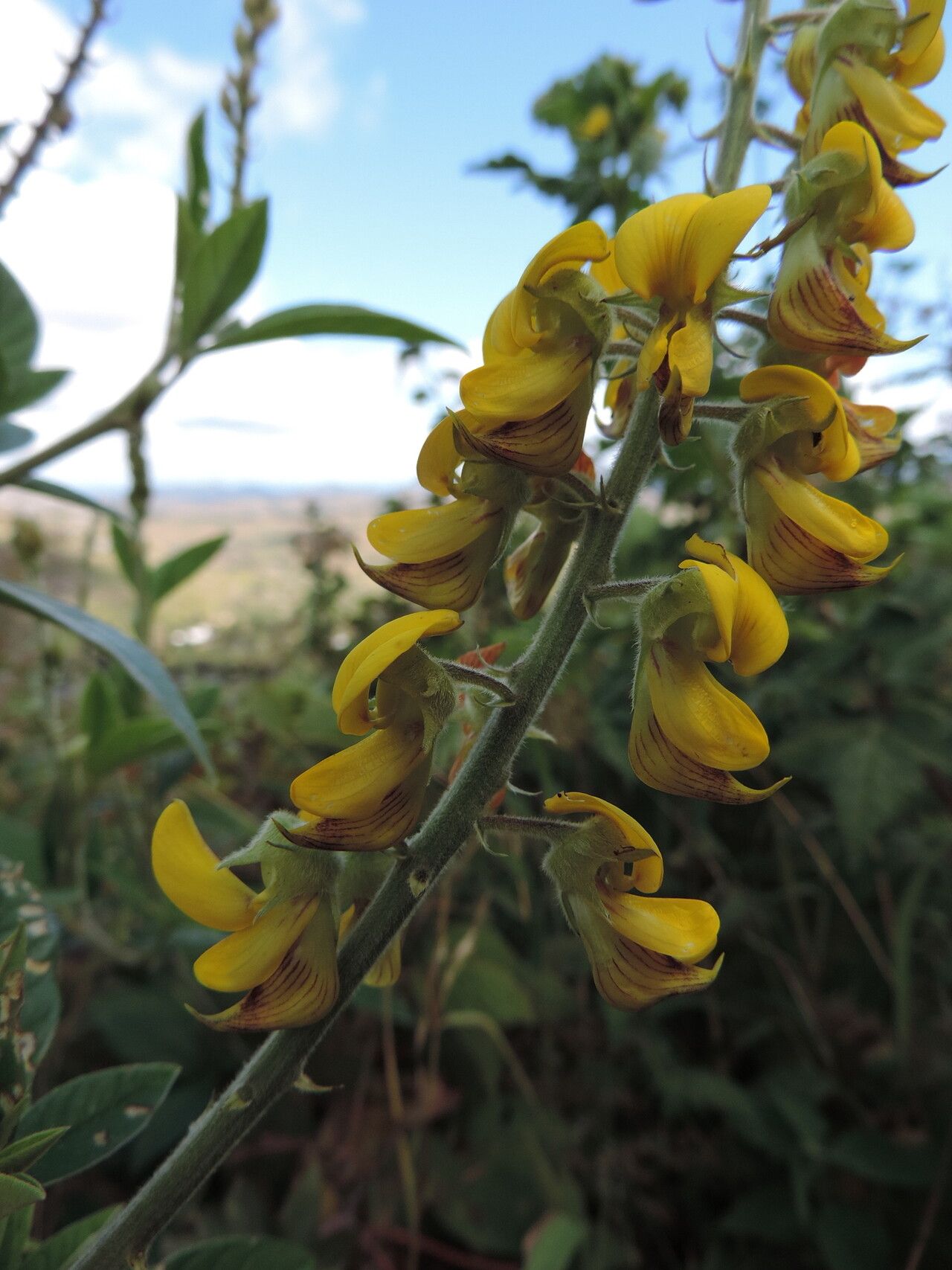 Crotalaria cleomifolia flower
