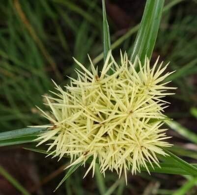 Cyperus hemisphaericus flower