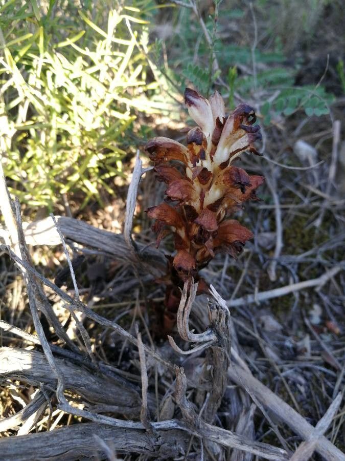 Orobanche variegata — houseplant care guide