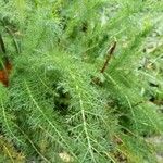 Achillea millefolium