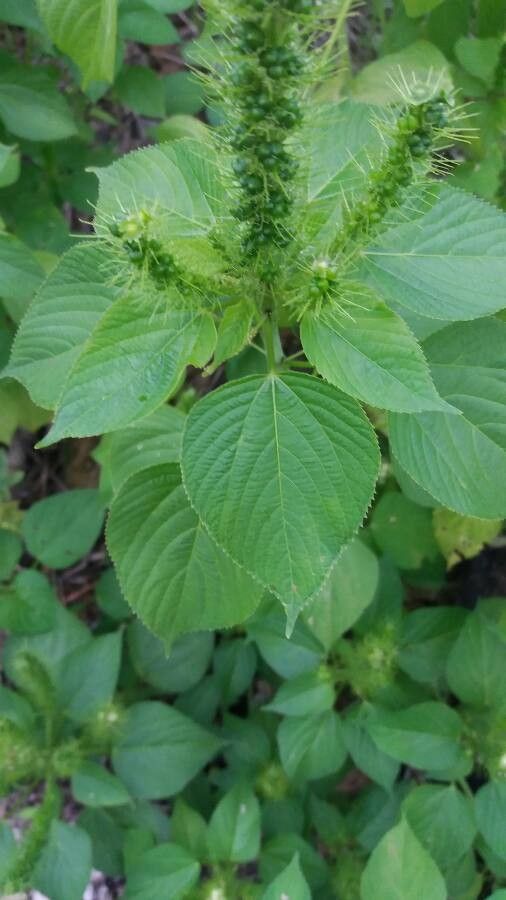 Acalypha polystachya — search result for 'Acalypha'