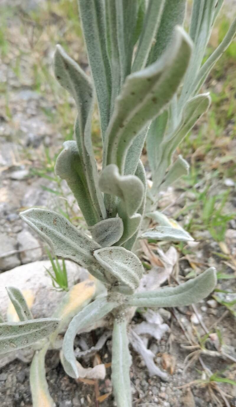 Pseudognaphalium leucopeplum — search result for 'Pseudognaphalium'