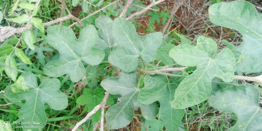 Coccinia adoensis — related species from the same genus