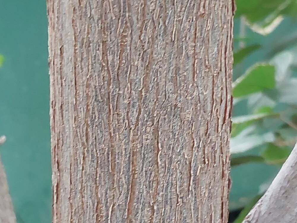 Ficus cundinamarcensis bark