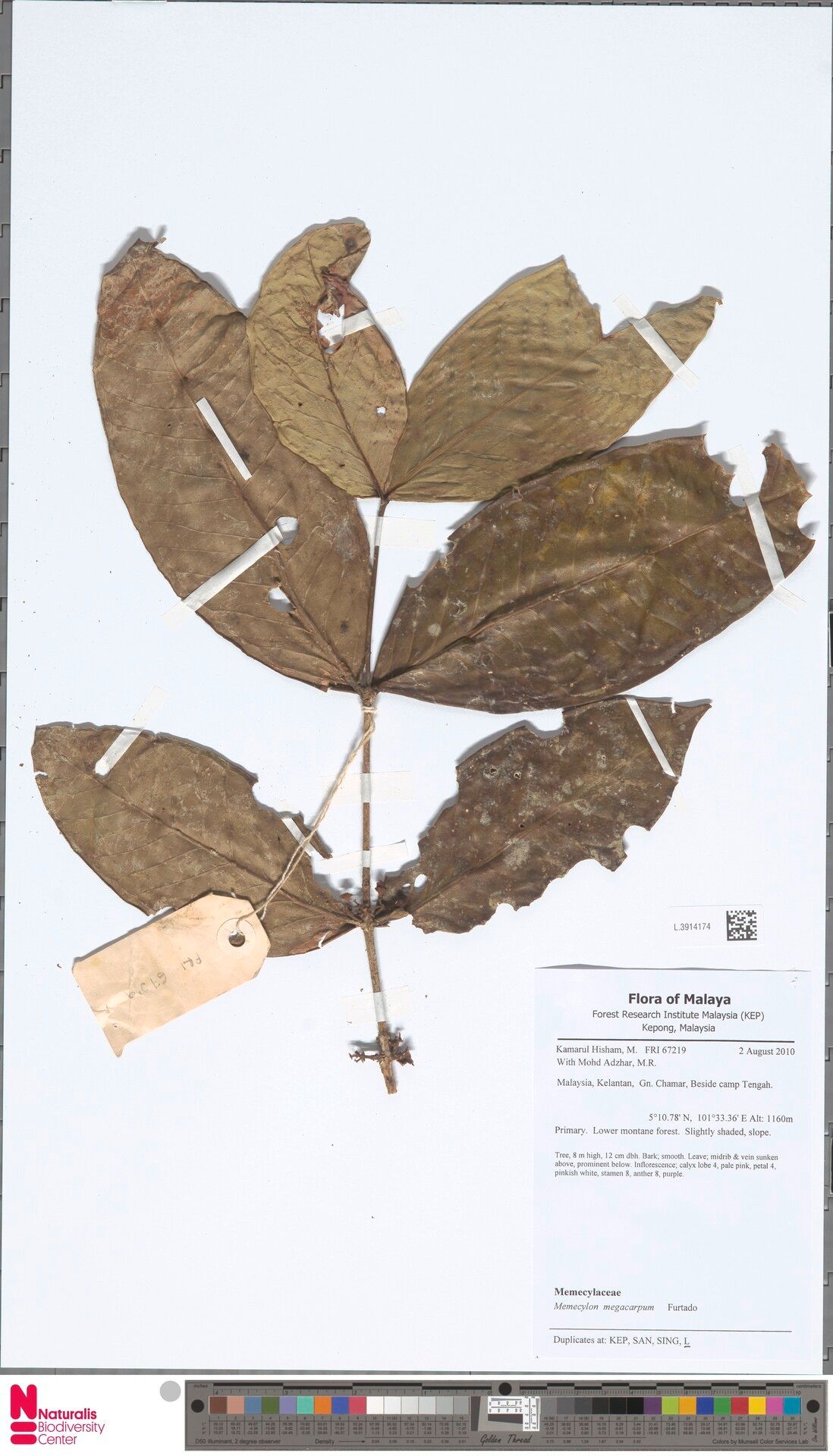 Memecylon megacarpum — houseplant care guide