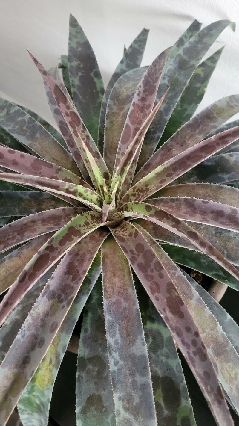 Agave maculata leaf