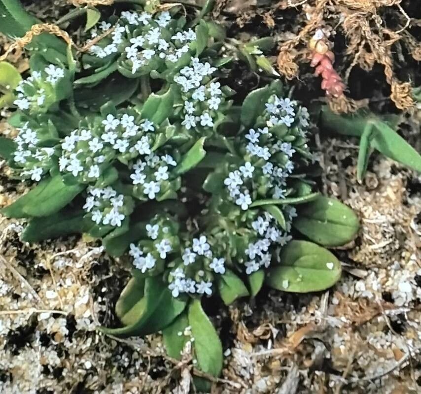Valeriana carinata — search result for 'Valeriana'