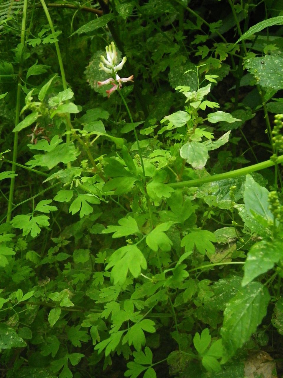 Fumaria coccinea flower