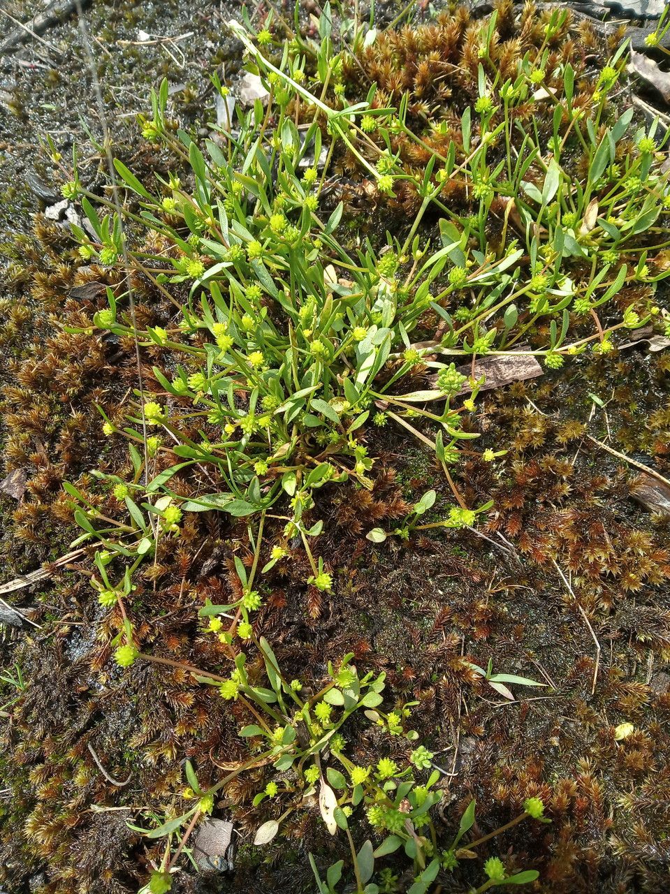 Ranunculus nodiflorus fruit