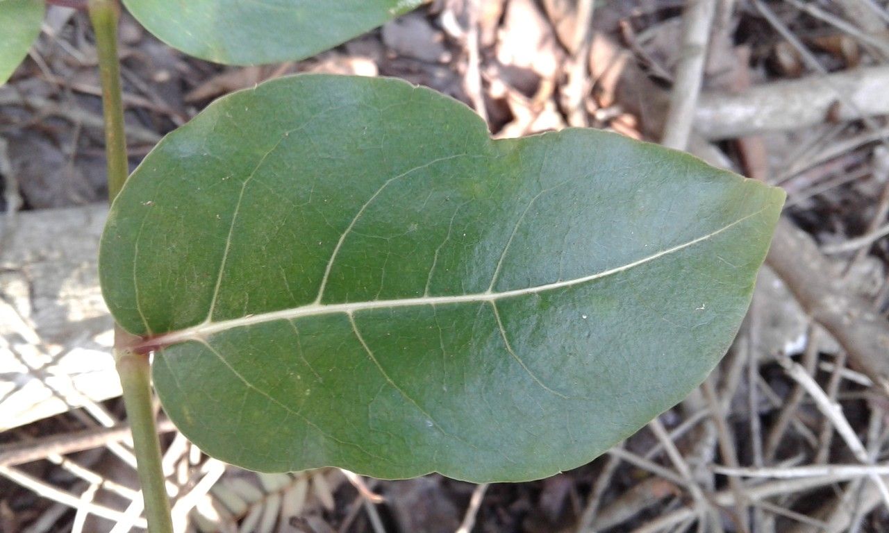 Polyscias madagascariensis — search result for 'Polyscias'