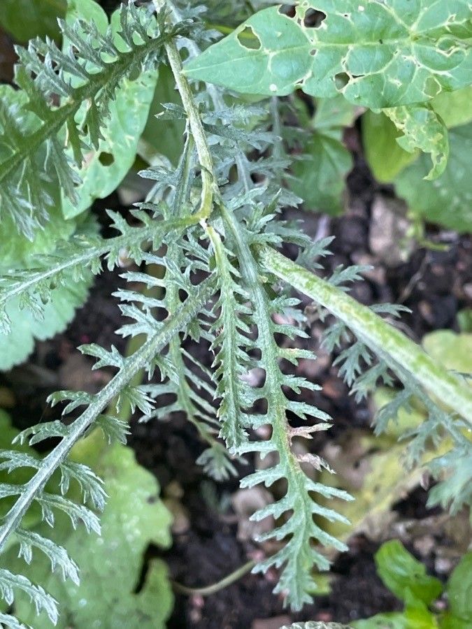 Achillea tomentosa leaf