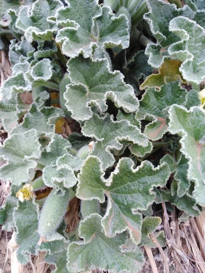 Ecballium elaterium fruit