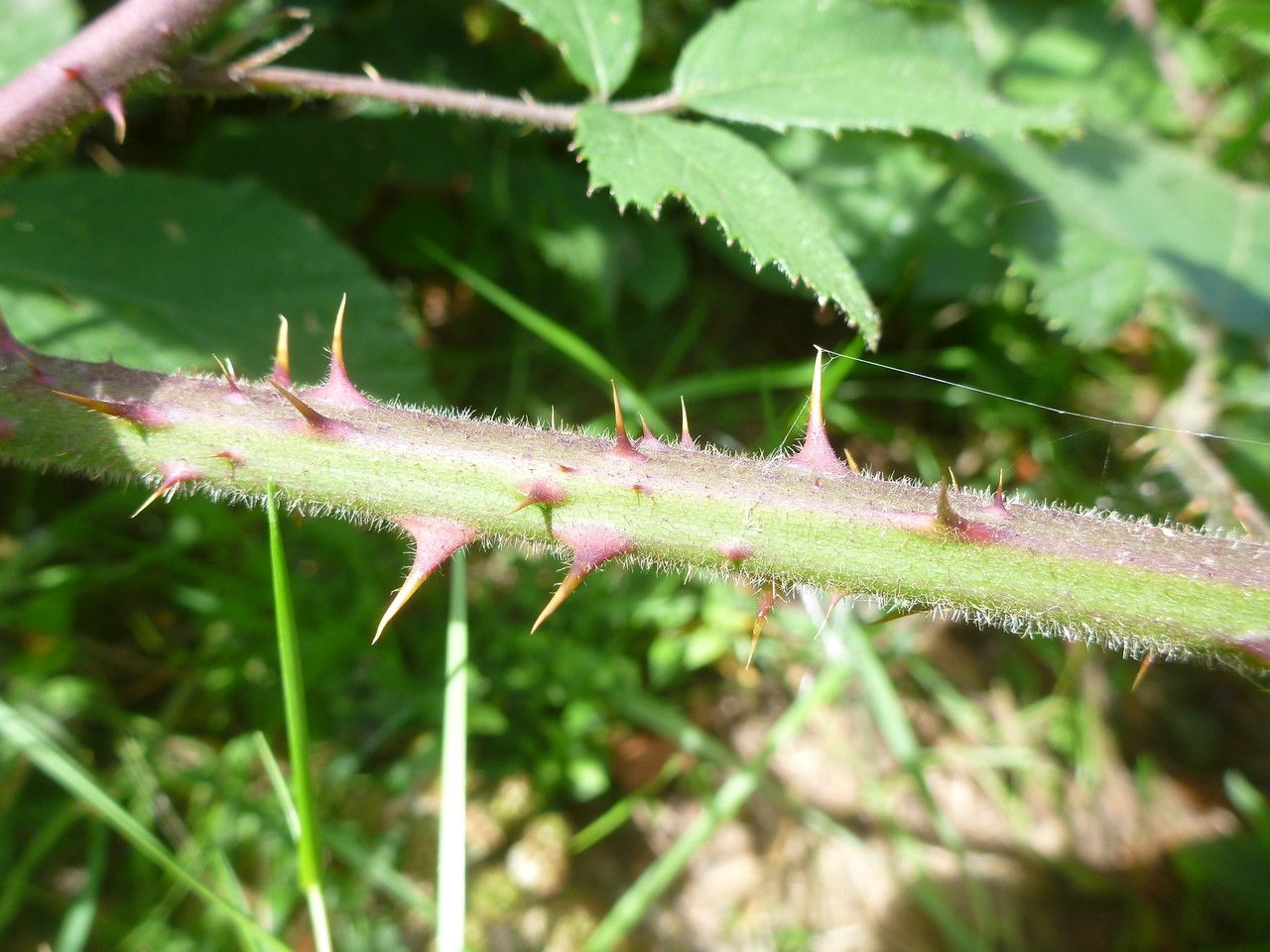 Rubus guestphalicus bark