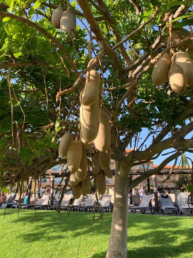 Kigelia africana fruit