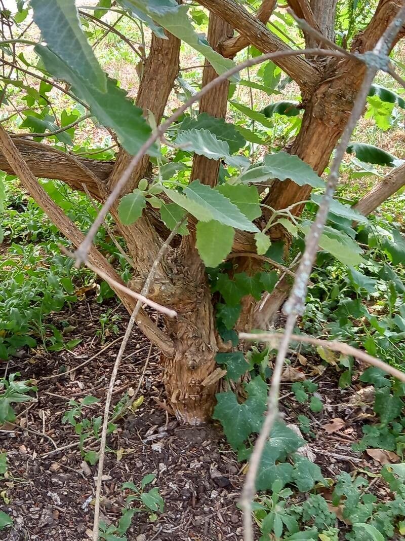 Buddleja crispa bark