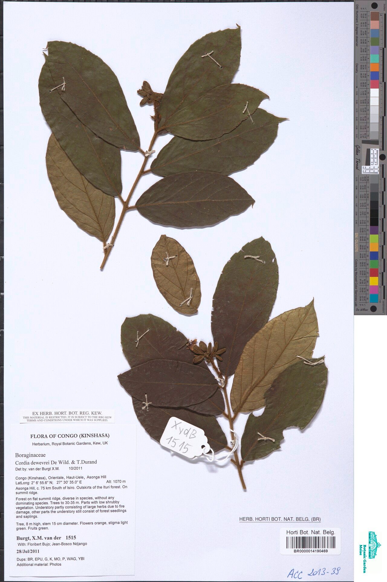 Cordia dewevrei — houseplant care guide