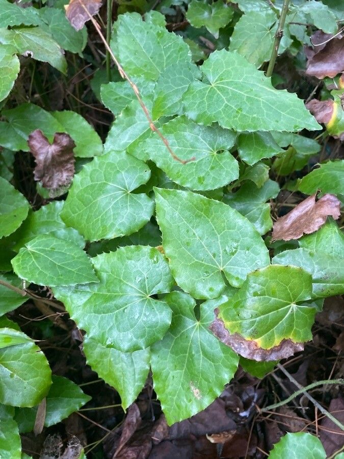 Epimedium alpinum leaf
