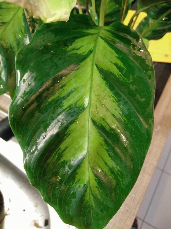 Calathea louisae — search result for 'Calathea'