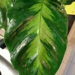 Calathea louisae