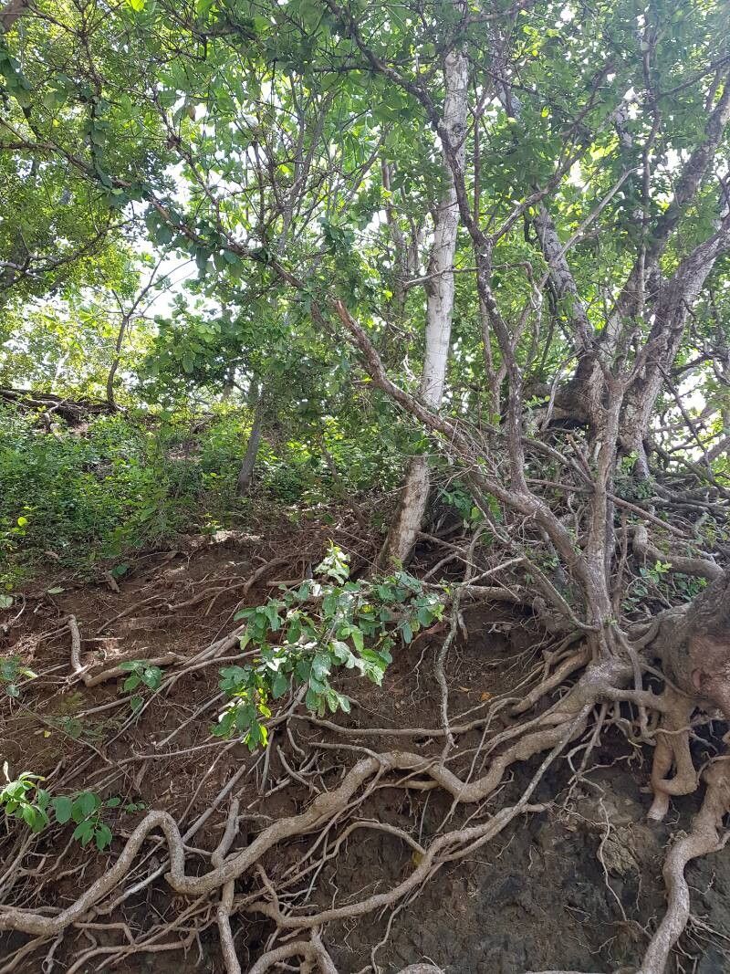 Malpighia stevensii habit