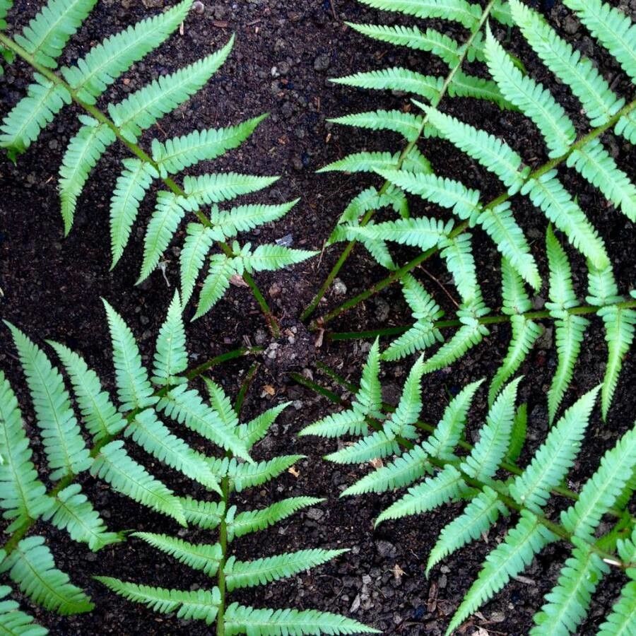 Phegopteris connectilis