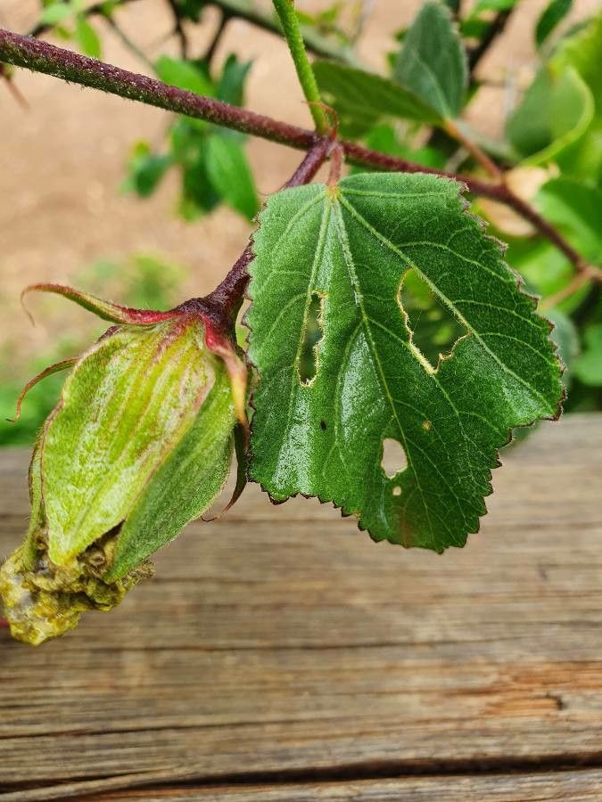 Hibiscus ovalifolius fruit