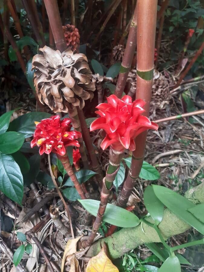 Tapeinochilos ananassae habit