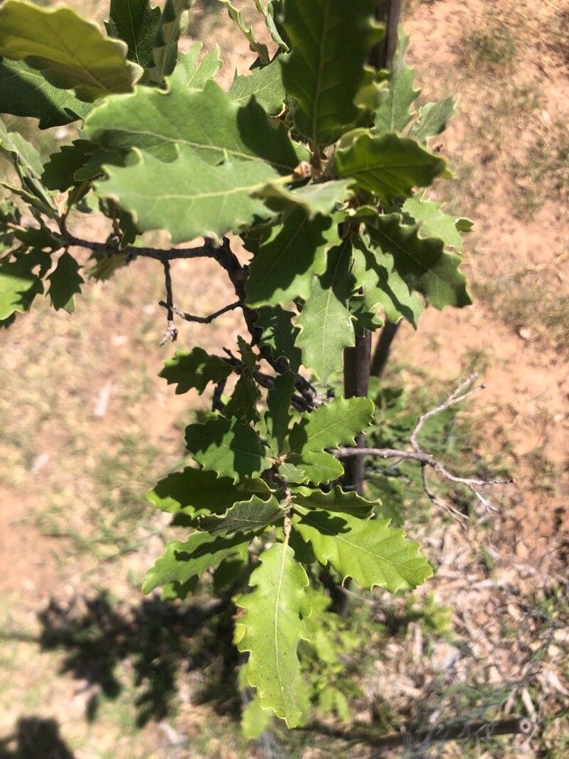 Quercus × neomairei — houseplant care guide