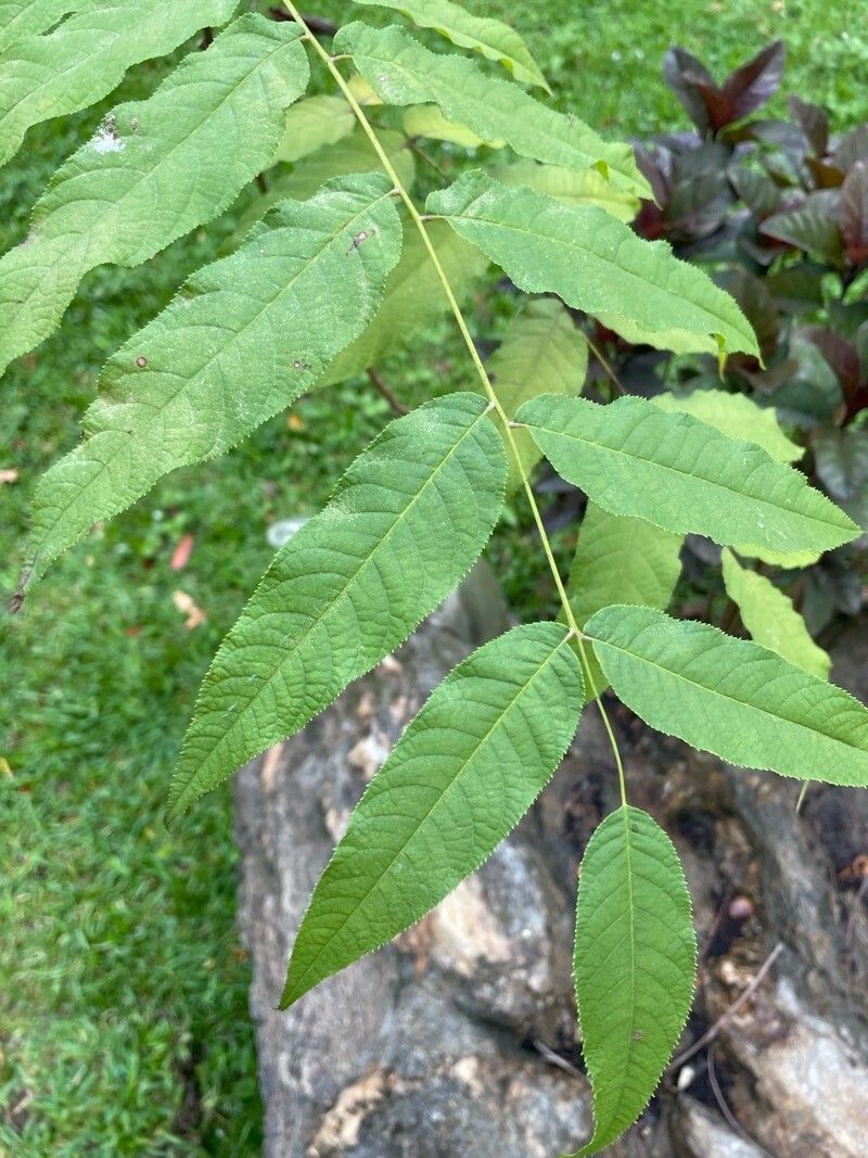 Juglans venezuelensis — search result for 'Juglans'