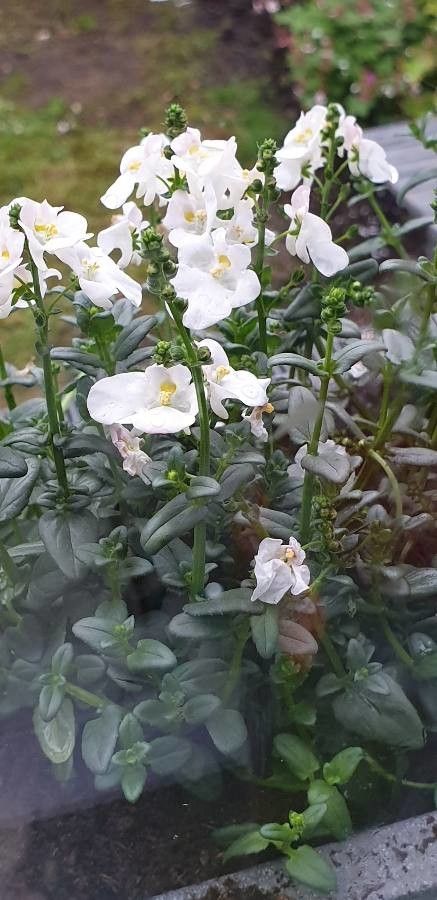 Diascia barberae leaf