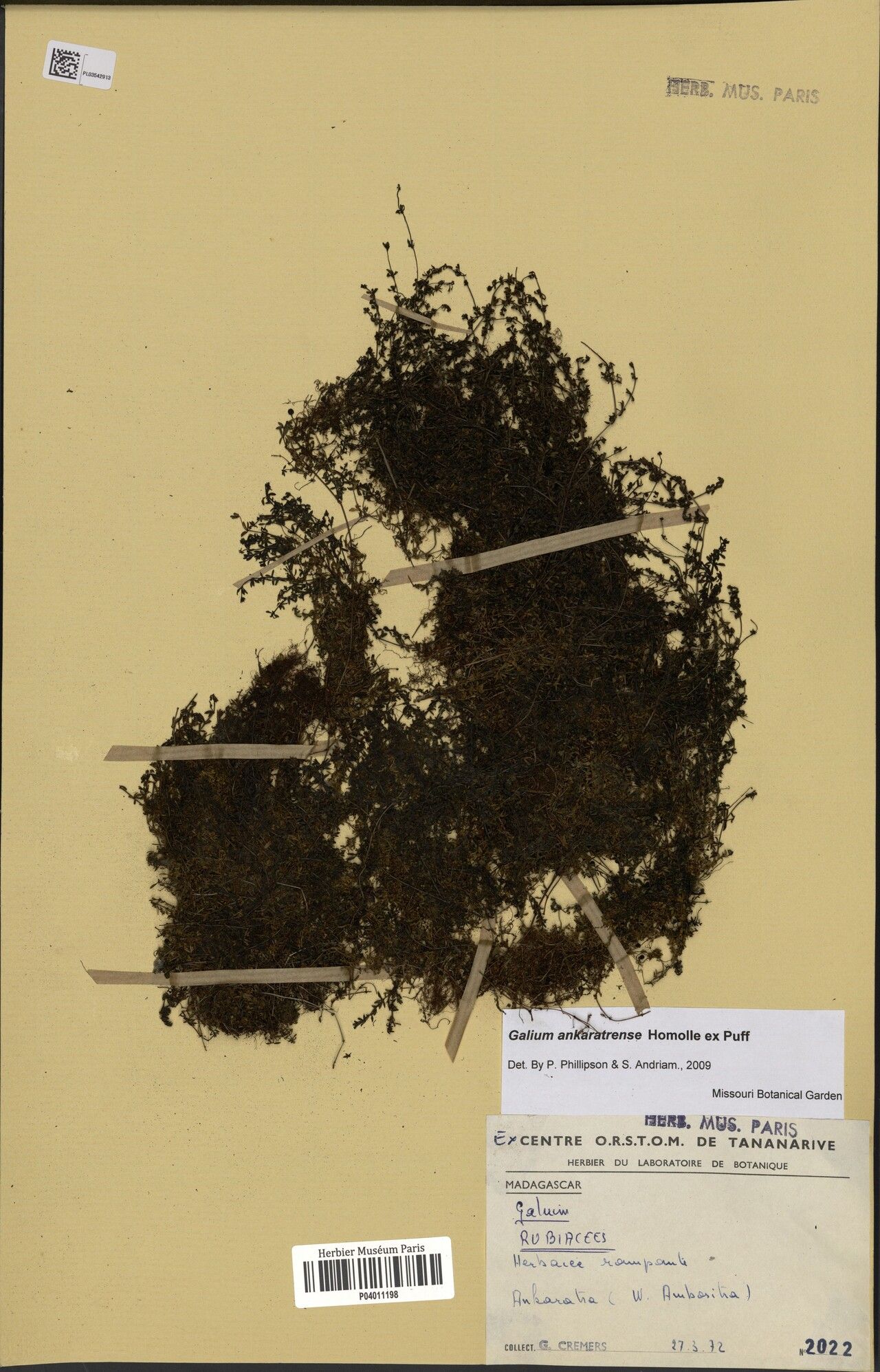 Galium ankaratrense — houseplant care guide