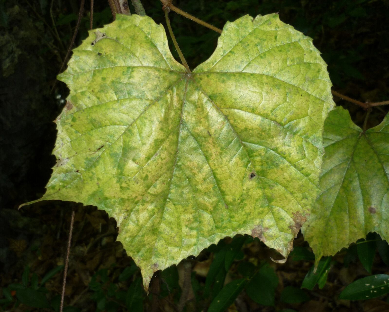 Ampelocissus arachnoidea — related species from the same genus