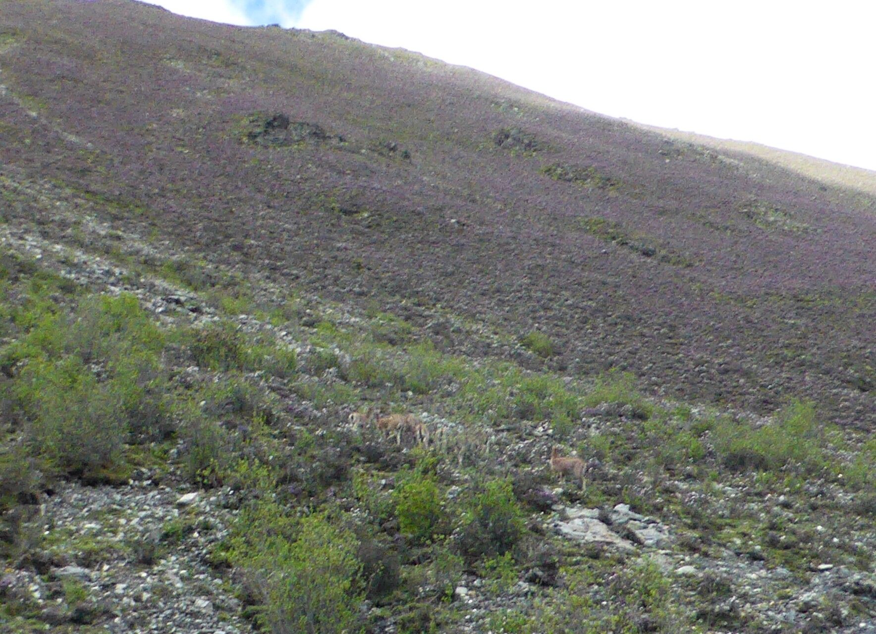 Rhododendron nivale habit