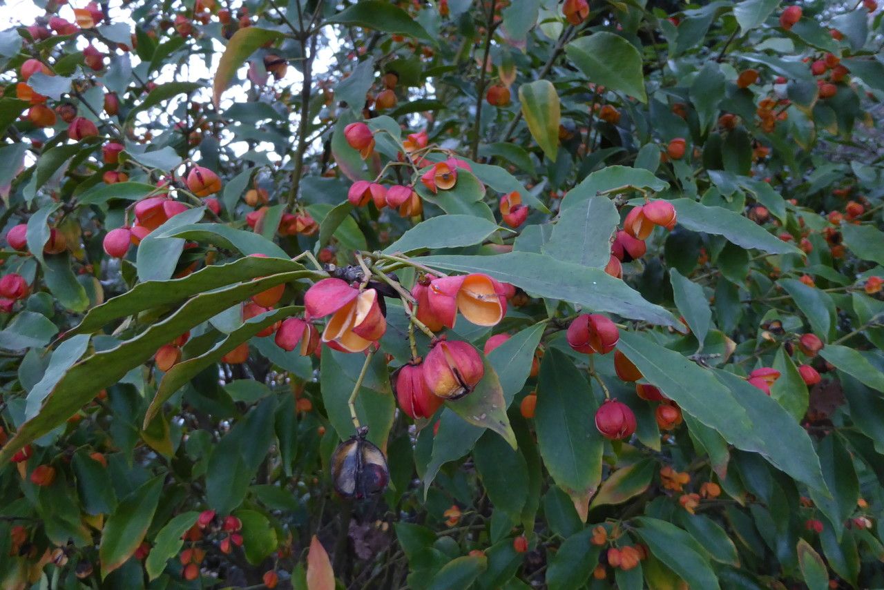 Euonymus myrianthus fruit