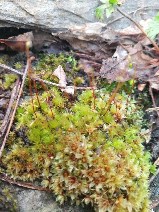 Ptychostomum capillare — houseplant care guide