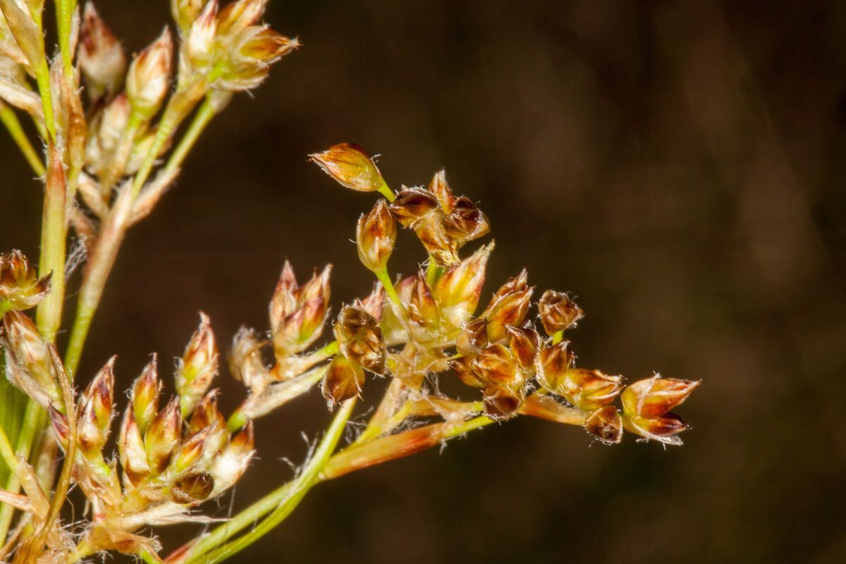 Luzula sylvatica fruit