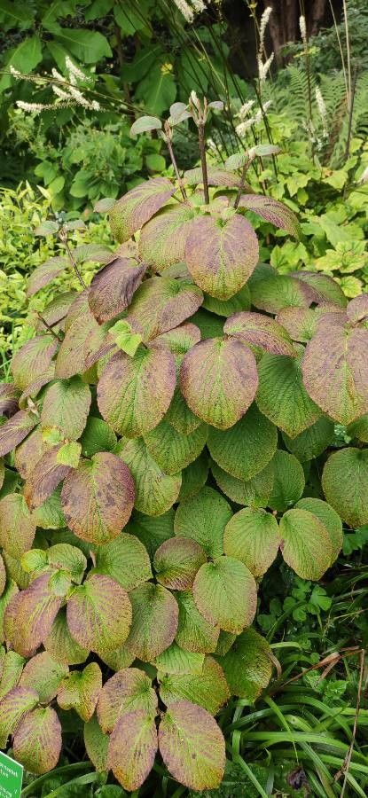 Viburnum sympodiale habit