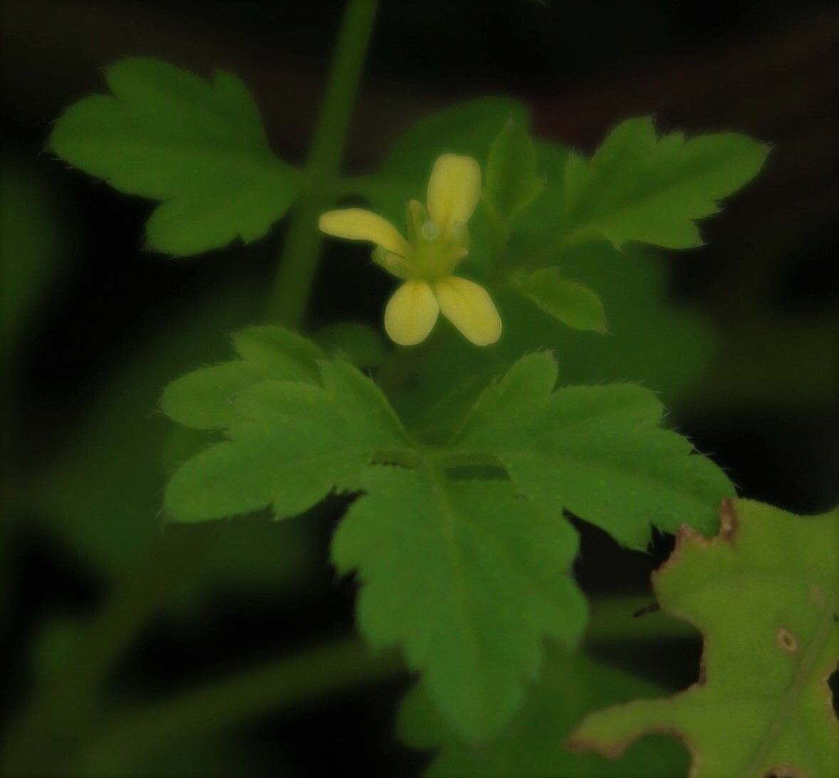 Cardamine trichocarpa flower