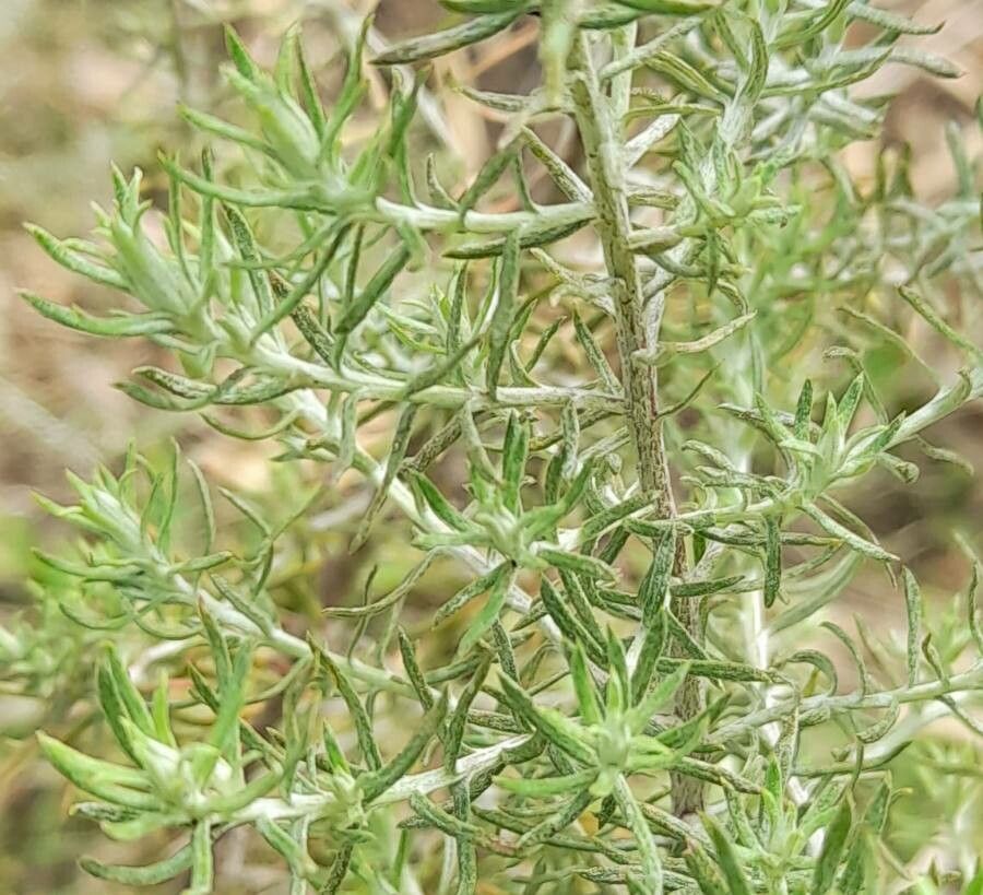 Baccharis artemisioides