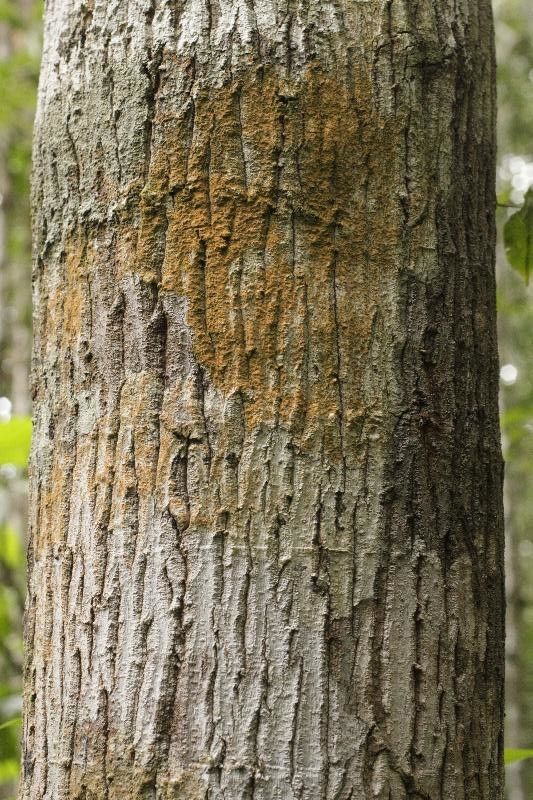 Byrsonima altissima — related species from the same genus