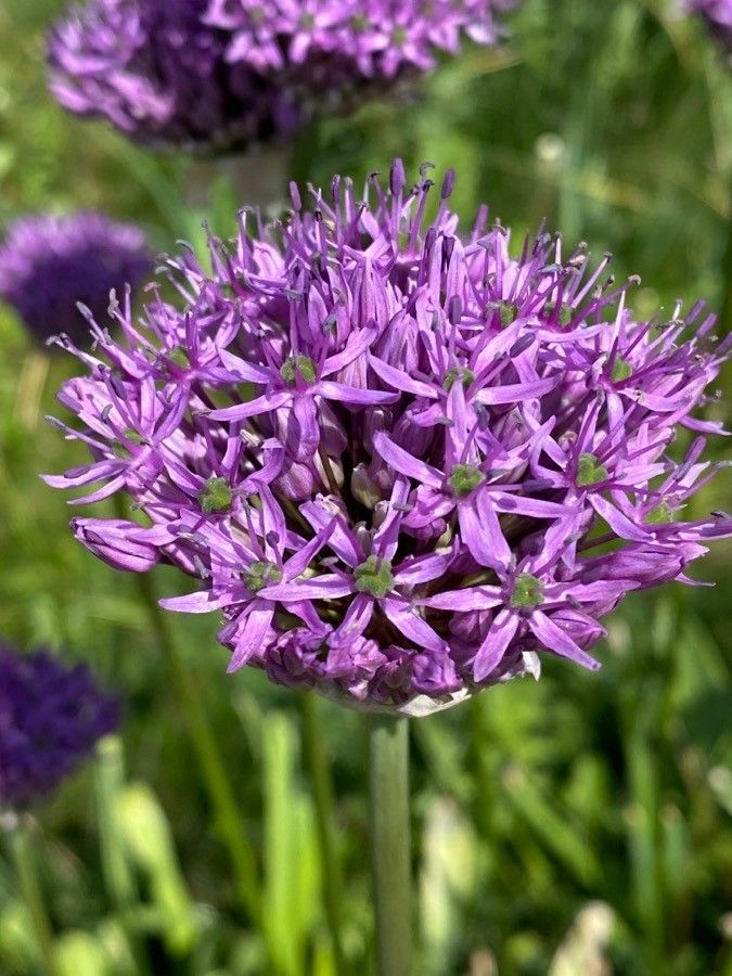 Allium validum flower