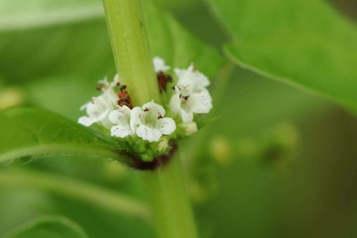Lycopus lucidus — search result for 'Lycopus'