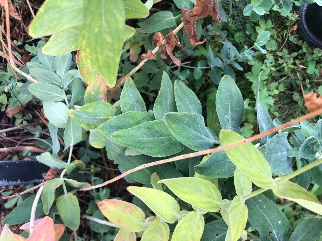 Hypericum atomarium — houseplant care guide